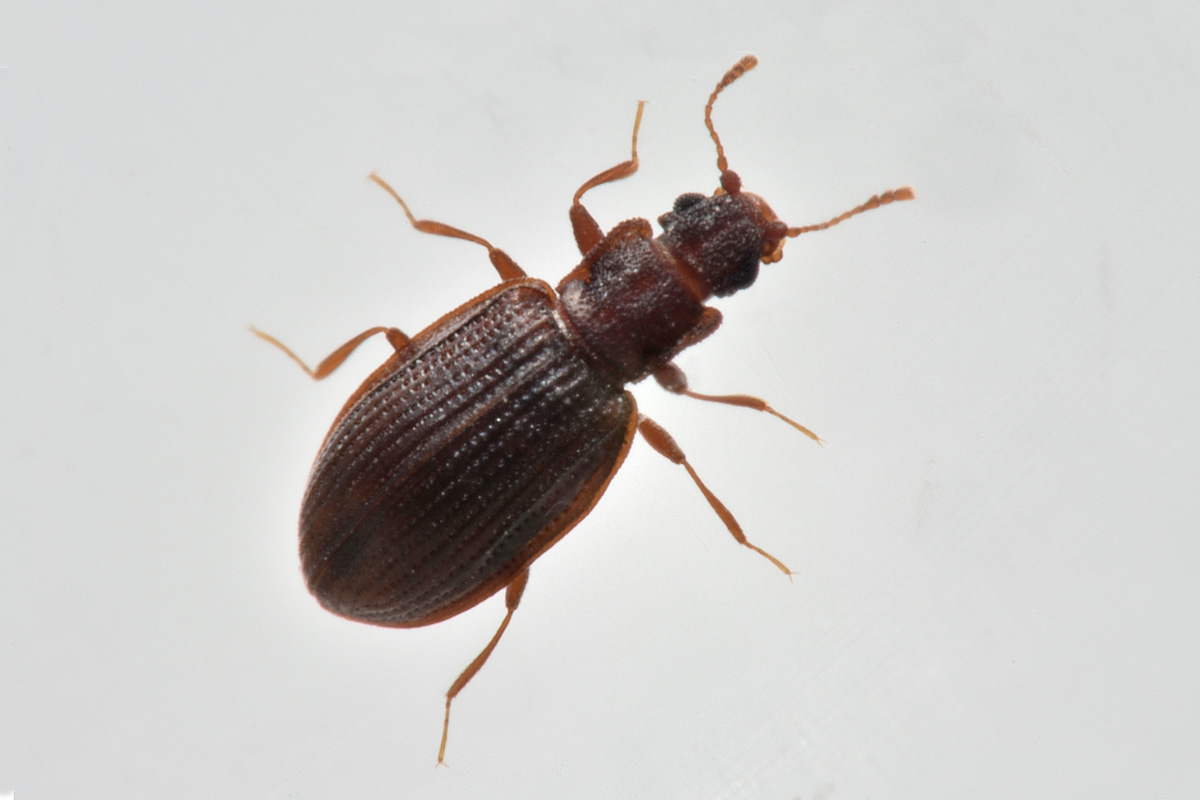 Latridiidae: Latridius sp?